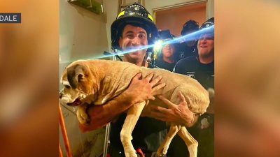 Rescatan a un perro de un tubo de ventilación