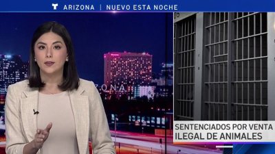 Desde un caimán hasta tigres: madre e hijo son sentenciados por tráfico ilegal de animales en Phoenix