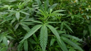 La marihuana con fines recreativos ya puede ser entregada a domicilio desde el viernes en Arizona.