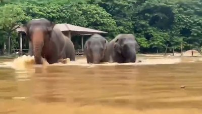 ¡Qué tal Arizona! Elefantes evacuados de santuario debido a inundaciones