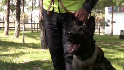 Entrenan perros en el Estado de México  para buscar fosas clandestinas