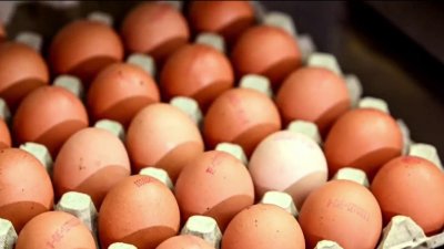 Para el Consumidor: escasez de huevos días antes de Acción de Gracias