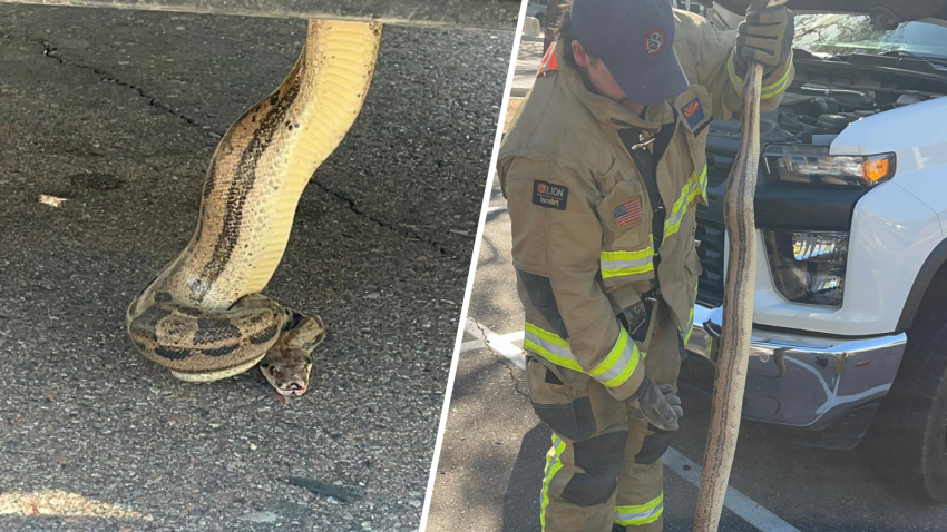 Rescatan a boa atrapada debajo de camioneta en Scottsdale