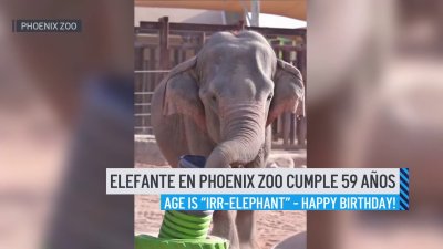 ¡Qué tal Arizona! Elefante en Phoenix Zoo cumple 59 años