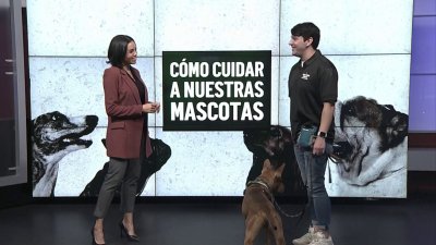 Cuide a sus mascotas en el cierre de fin de año