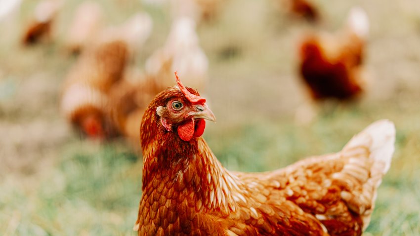 Sustainably raised chicken in the countryside