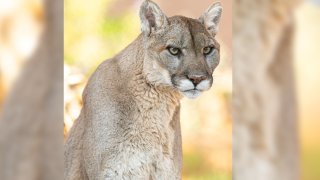 Zoológico de Phoenix lamenta la pérdida de Mystic, la puma de 18 años que fue sacrificada