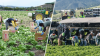 ¿Cómo impacta a agricultores de Arizona el anuncio del presidente Trump?