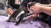 Pingüino anciano recibe tratamiento con acupuntura en un acuario