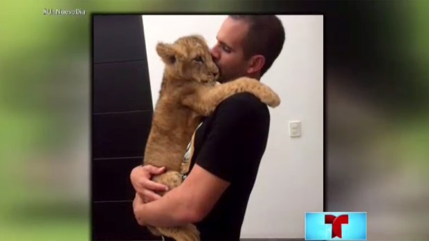 Famosos apoyan a santuario de felinos