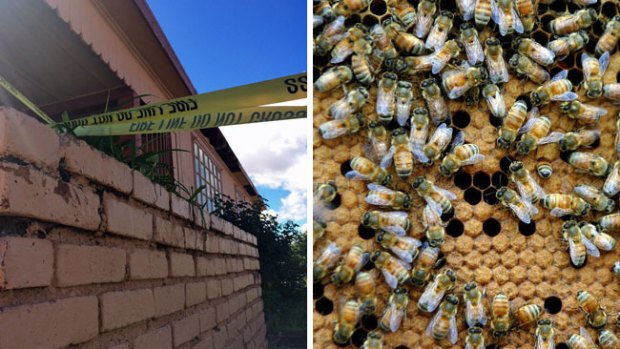 Video: Brutal ataque de abejas en residencia