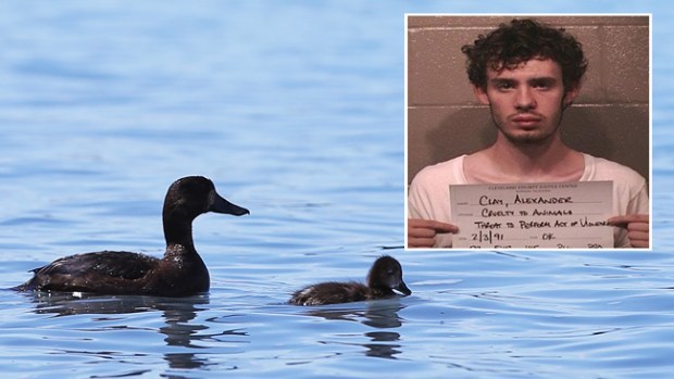 Video: Acusado de ahogar patos en ácido