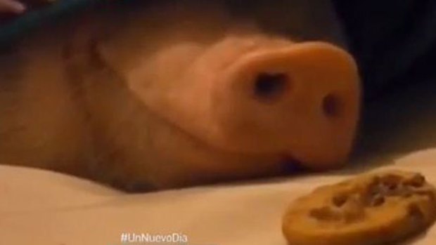 Video: El cerdo más vago y glotón del mundo