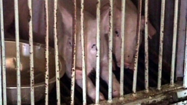 Video: Cerdos devoran vivo a un mafioso
