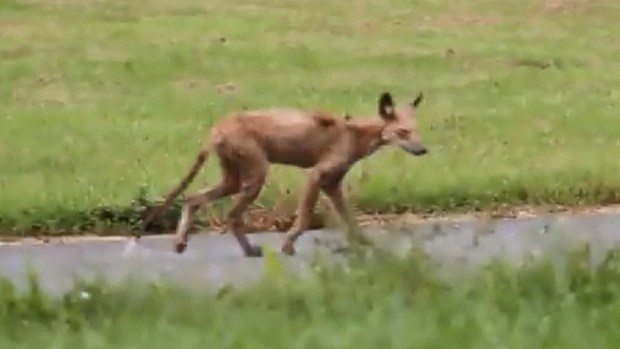 Video: Temen por chupacabras en Nueva Jersey