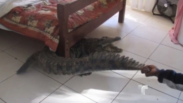 Video: ¡Sin saberlo! Durmió con un cocodrilo