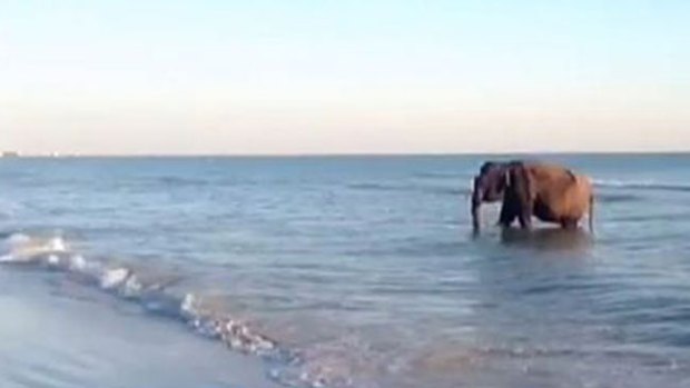 Video: Un tierno bañista en playa de Florida