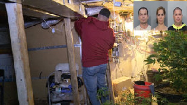 Video: Cultivaban marihuana bajo una piscina