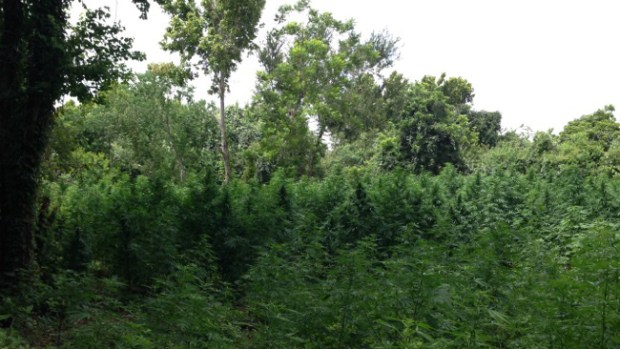 Video: Descubren jungla de marihuana