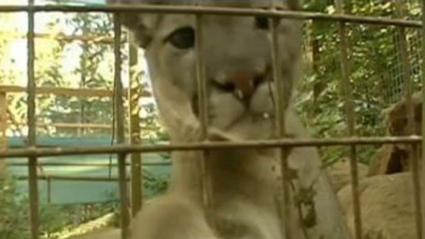 Video: Mujer muere atacada por un puma