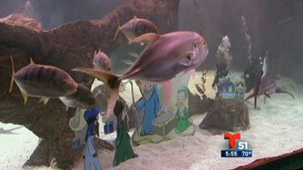 Video: Nacimiento bajo el agua, entre tiburones