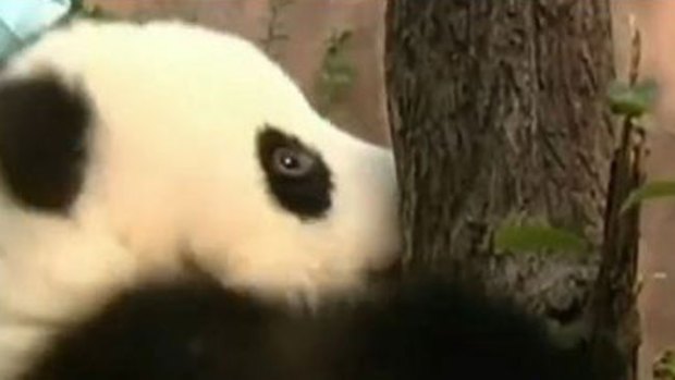 Video: Bebés panda intentan subir a árbol
