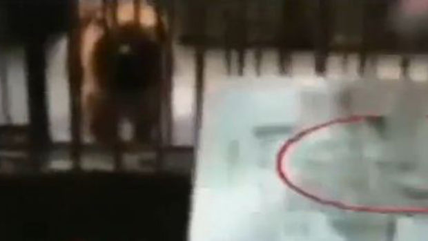 Video: Los leones que ladran en vez de rugir