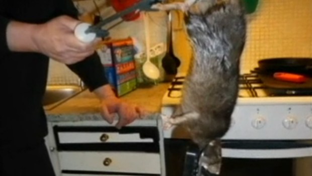 Video: No era Ratatouille, sino “Ratzilla”
