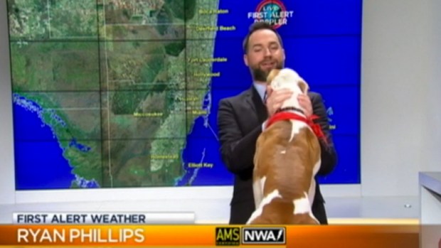 Video: Perro sorprende meteorólogo en vivo