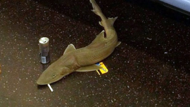 Video: Descubren qué hacía tiburón en el tren