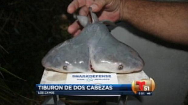Video: Florida: hallan tiburón de dos cabezas