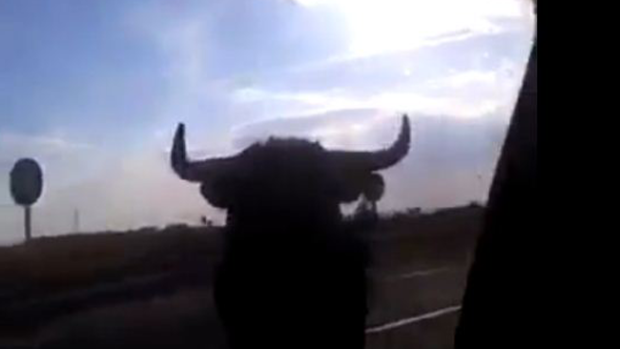 Video: Un toro desata el pánico en carretera