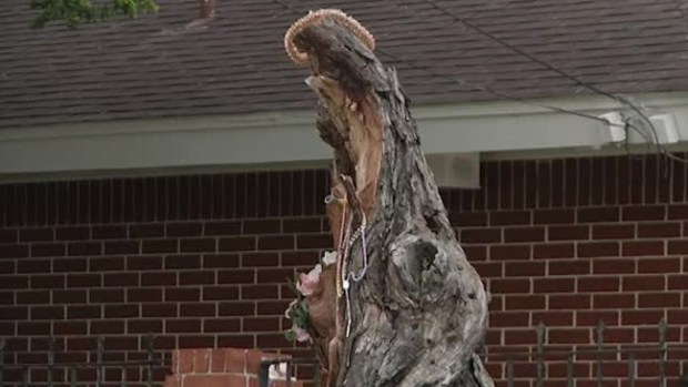 Video: Dicen que apareció la virgen en un árbol