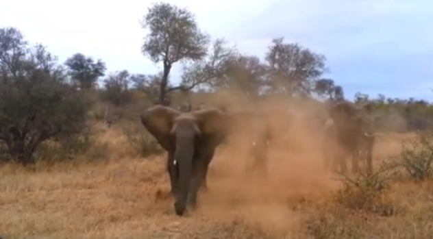 Video: Impactante video de elefante enfurecido