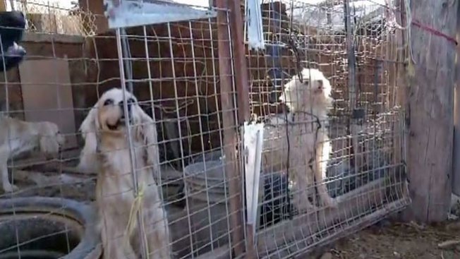 Phoenix: Hallazgo masivo de animales