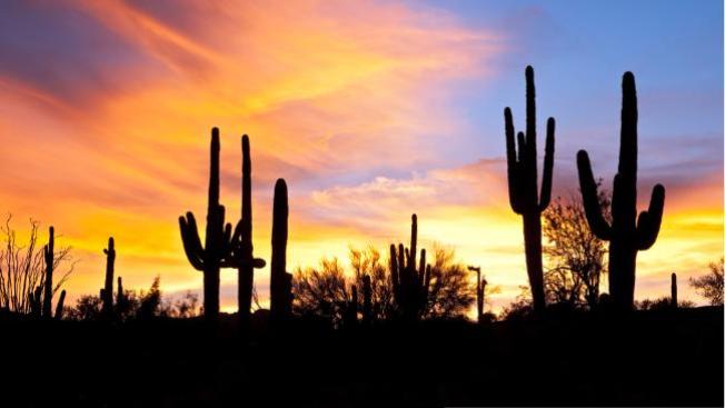 Cactus hiere a obrero
