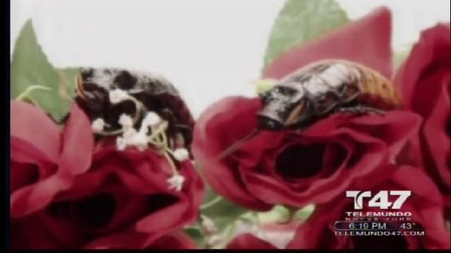 Cucarachas del amor