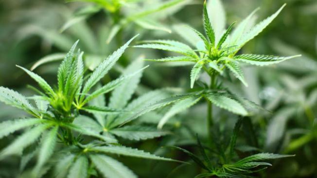 Lista lotería de marihuana