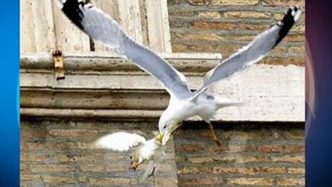 Aves atacan a dos palomas del Vaticano