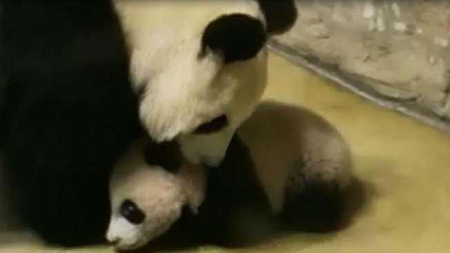 Los primeros pasos de un oso panda