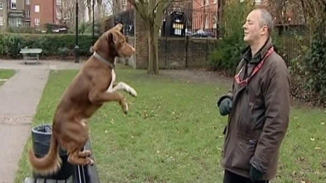 Perro acróbata maravilla a todos