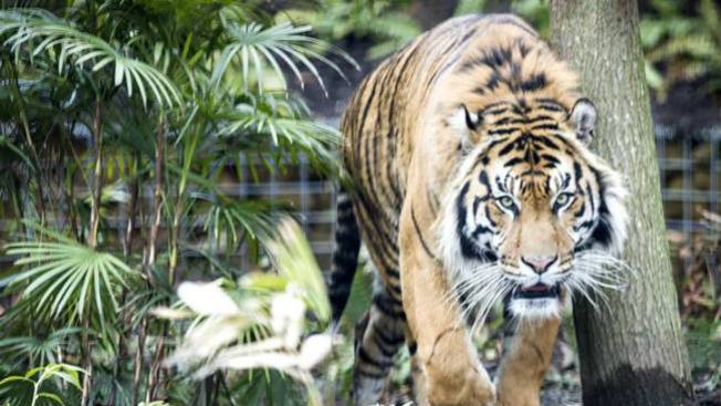 Tigre daña severamente brazo de mujer