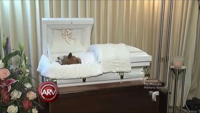 Velan a perro en Puerto Rico